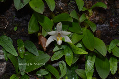 Conchidium braccatum